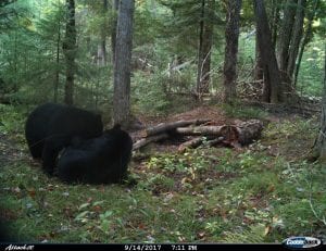 two bears frolicking beside the ground bait station